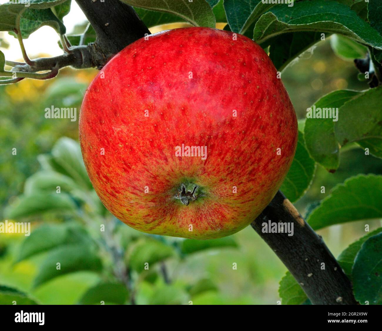 Apple 'Jolly Miller',  apples, fruit, malus domestica, healthy eating, growing on tree Stock Photo
