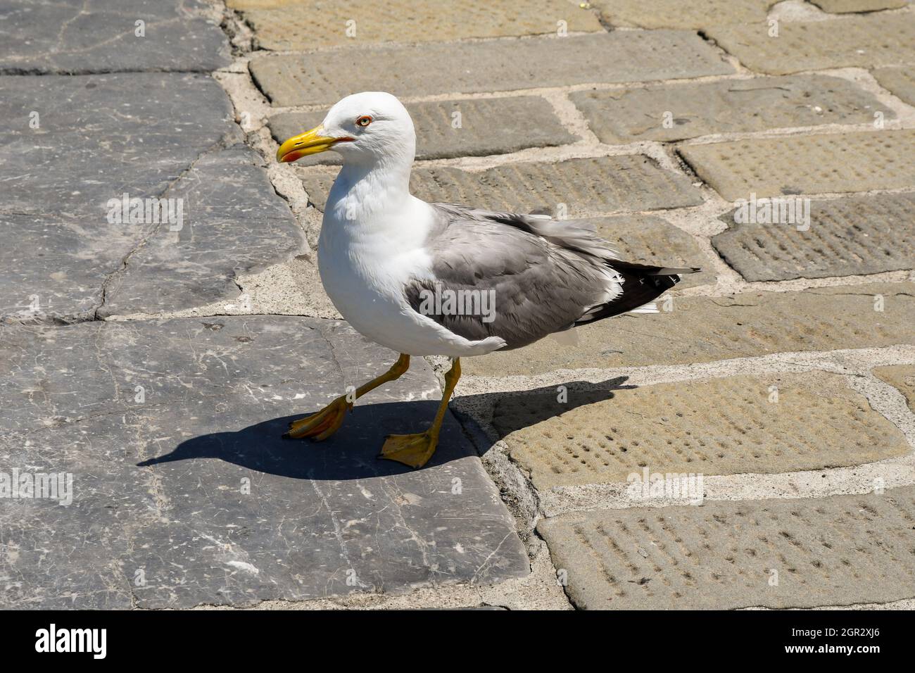 Portrait Of A Royal Seagull Standing On A Stone Pavement Stock Photo