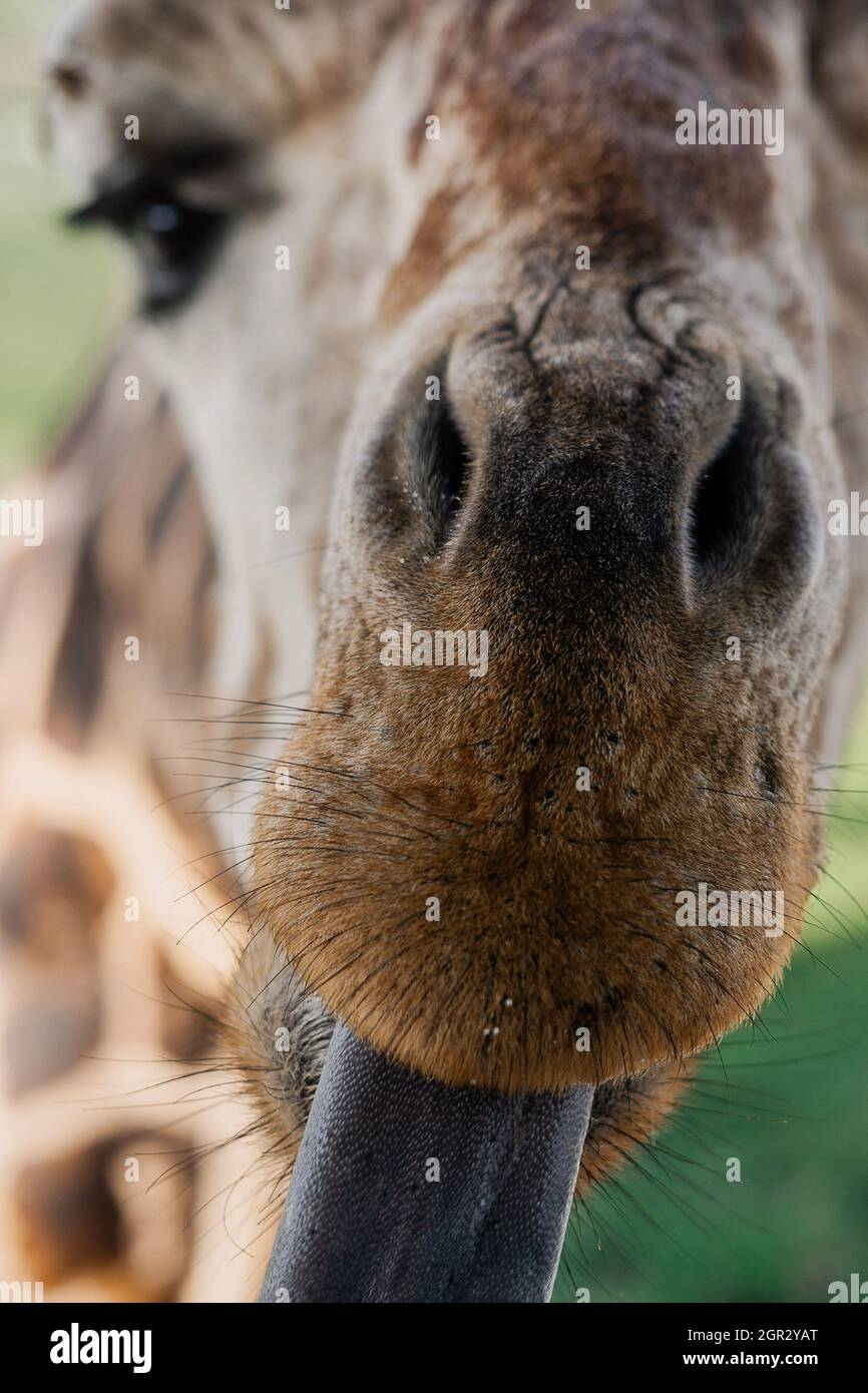 Giraffe Nose High Resolution Stock Photography and Images - Alamy