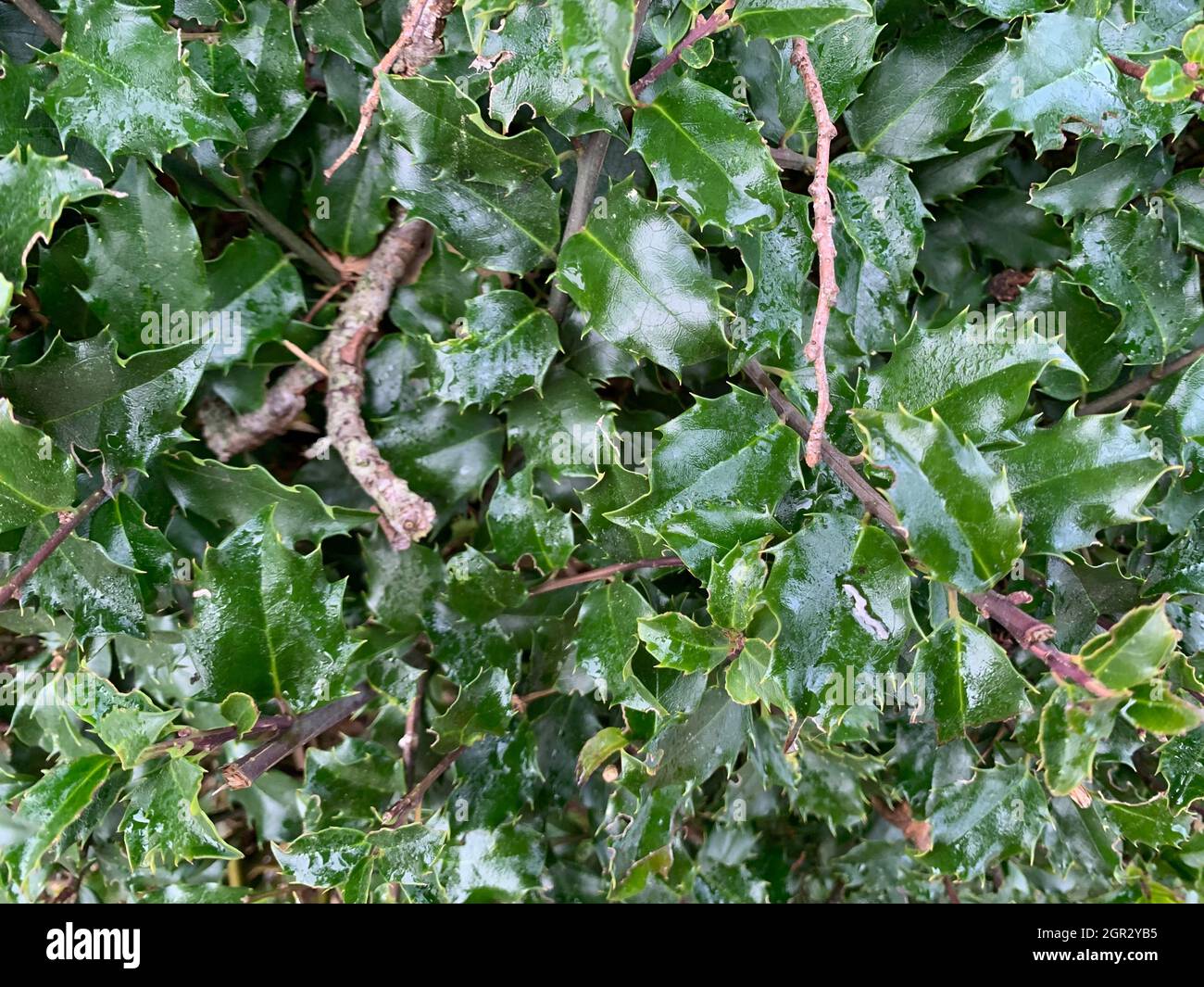 Common Holly, Ilex Aquifolium, Is An Evergreen Tree Or Shrub. English