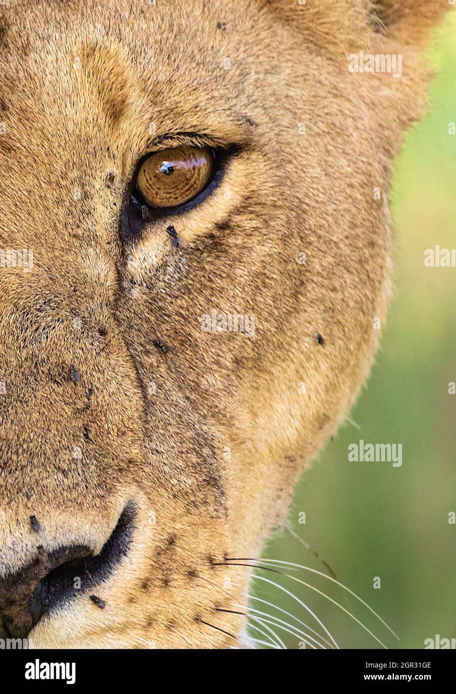 Lions nose close up hires stock photography and images Alamy