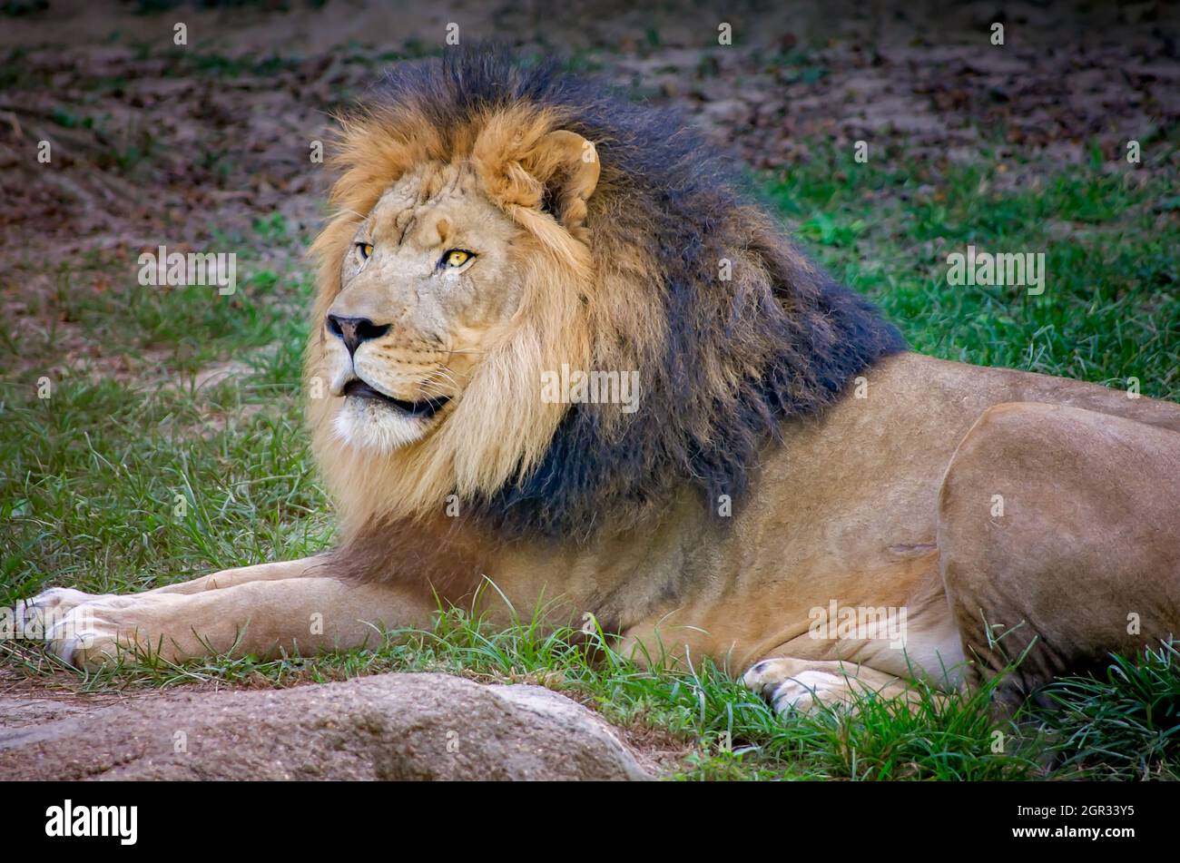 An African lion (Panthera Leo) lays in the grass at the Memphis Zoo, September 8, 2015, in Memphis, Tennessee. Stock Photo