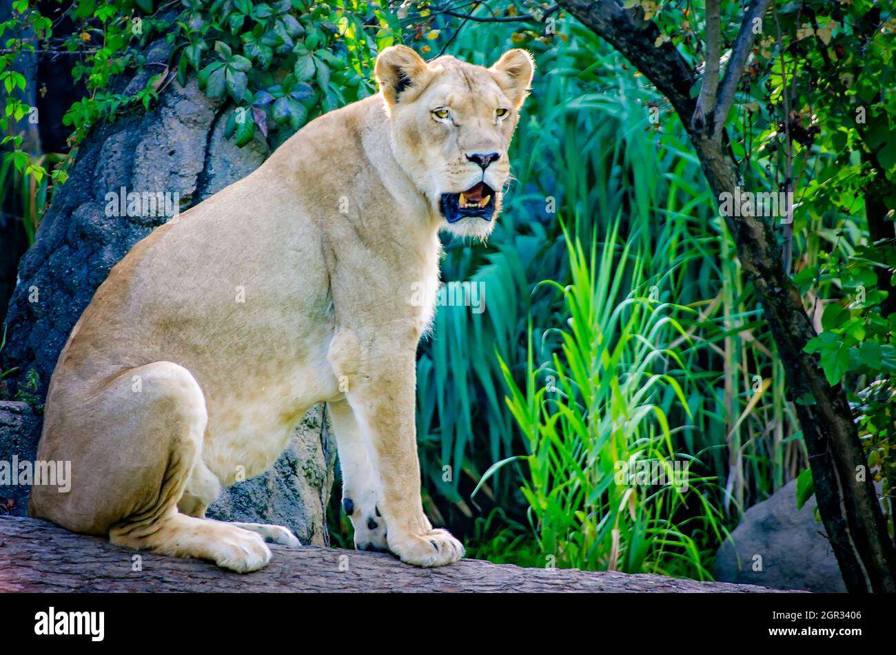A lioness (Panthera Leo) sits on a log at the Memphis Zoo, September 8