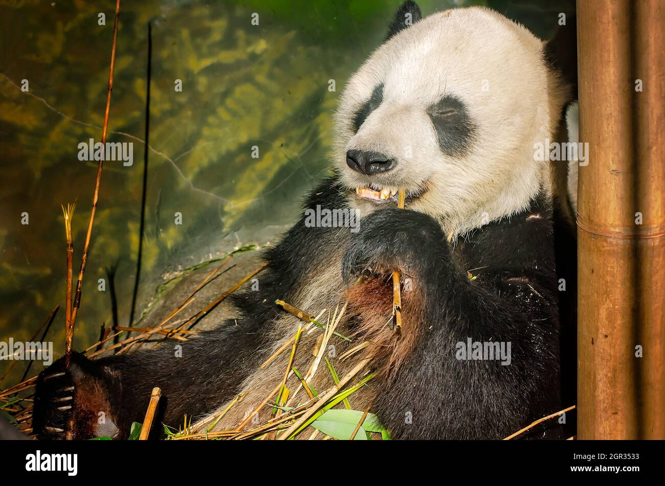 A giant panda bear (Ailuropoda melanoleuca) munches on bamboo