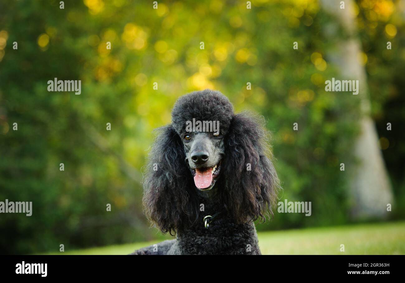 Close-up Portrait Of Black Dog Stock Photo