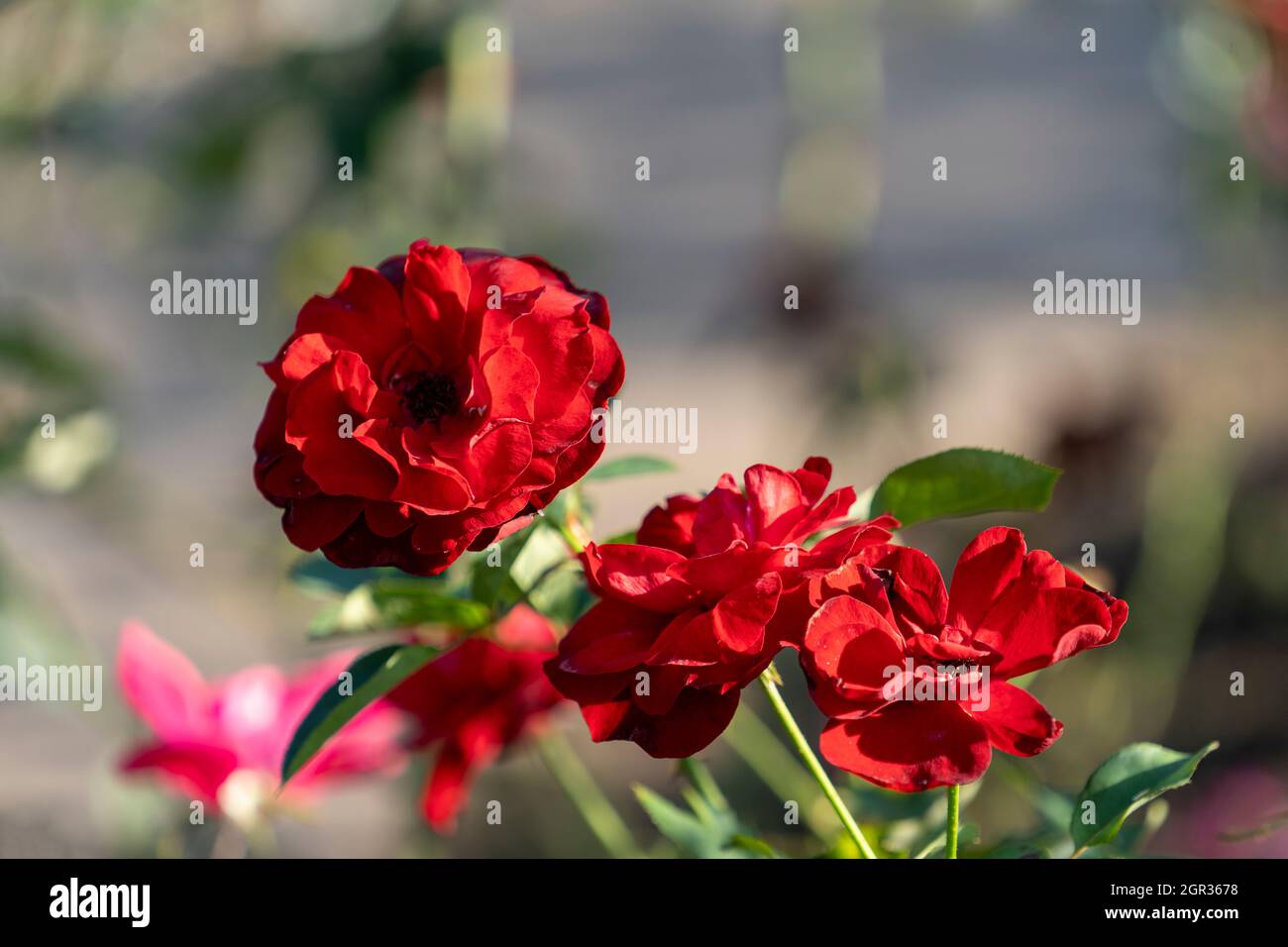 Red rose flowers close-up on a blurry background Stock Photo - Alamy