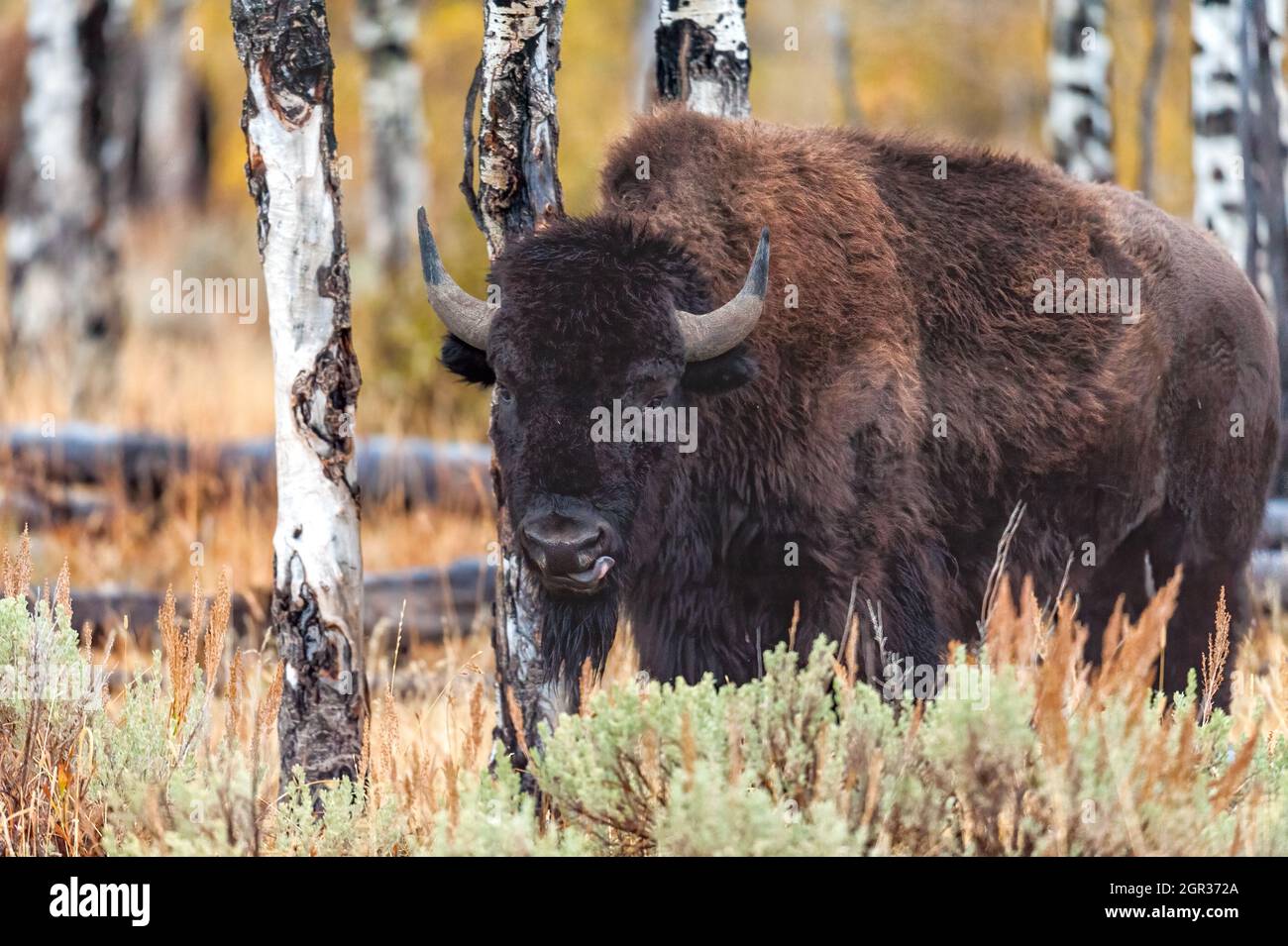 Bison using an Aspen tree trunk as a scratching post in Grand Teton National Park Stock Photo