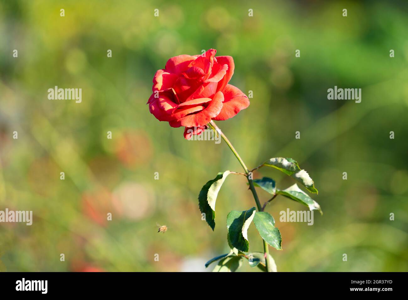 Red rose flowers close-up on a blurry background Stock Photo - Alamy