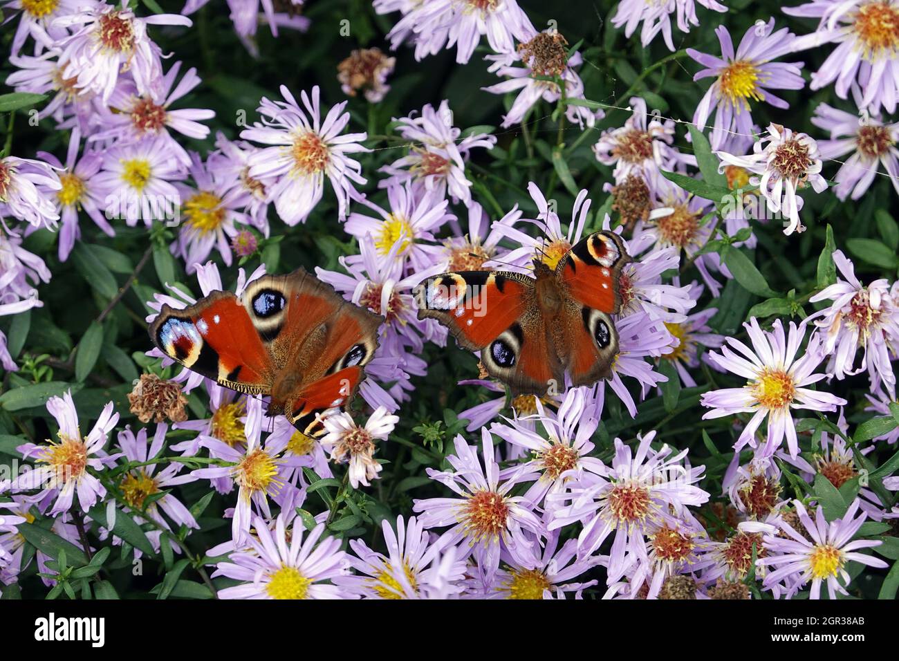 Honigbienen (Apis mellifera) und Tagpfauenaugen (Aglais io, Syn.: Inachis io, Nymphalis io) suchen Nektar auf lila Herbstastern (Aster dumosus, Syn Sy Stock Photo