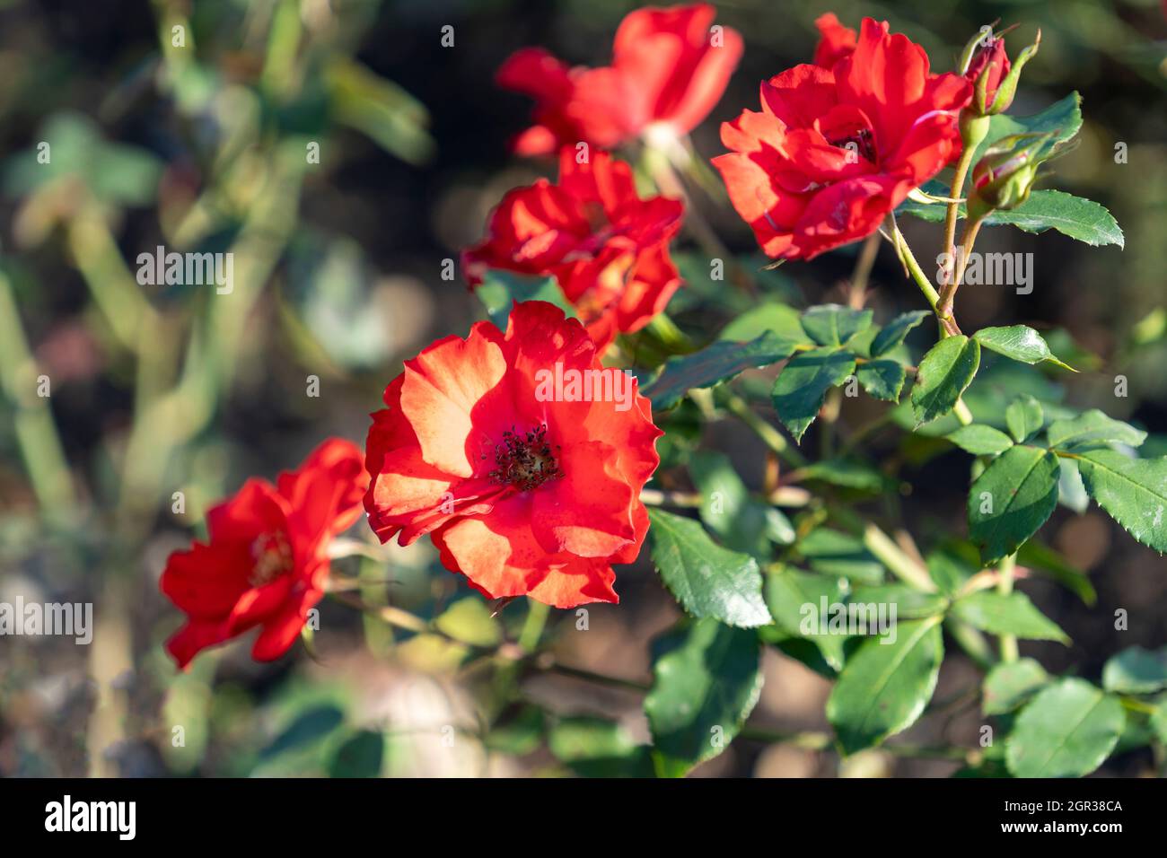 Red rose flowers close-up on a blurry background Stock Photo - Alamy