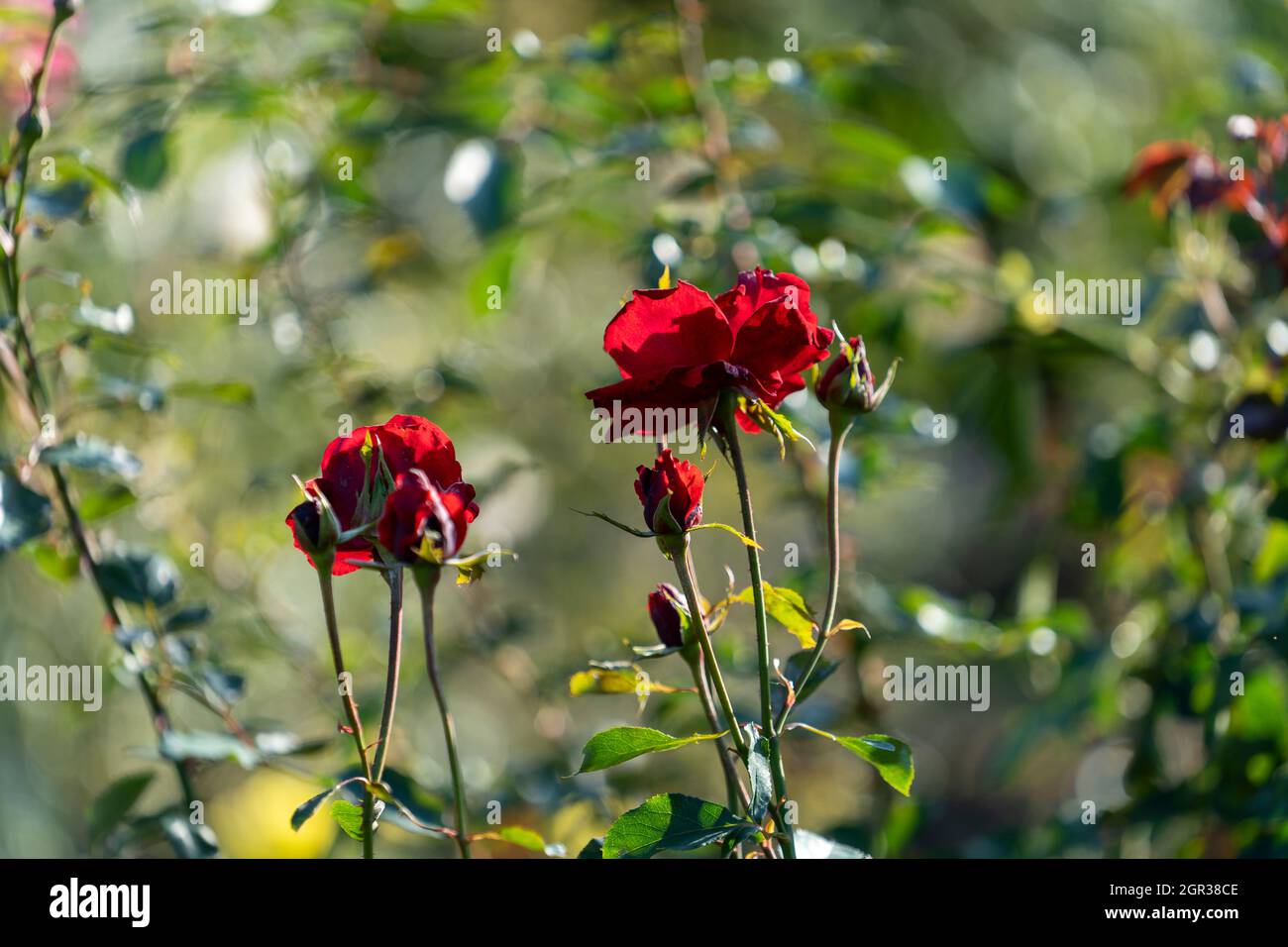 Red rose flowers close-up on a blurry background Stock Photo - Alamy