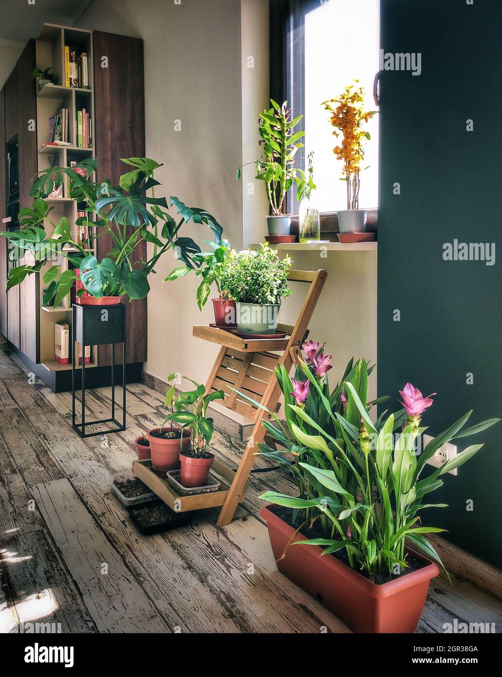 Potted Plants In My House Stock Photo Alamy