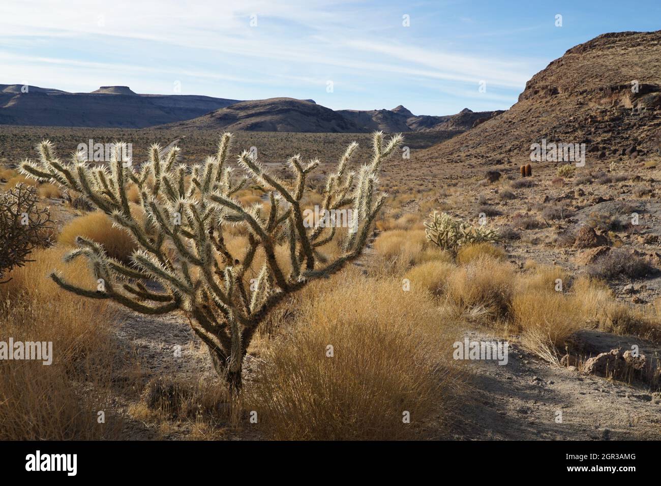 Desert plants and animals hi-res stock photography and images - Alamy