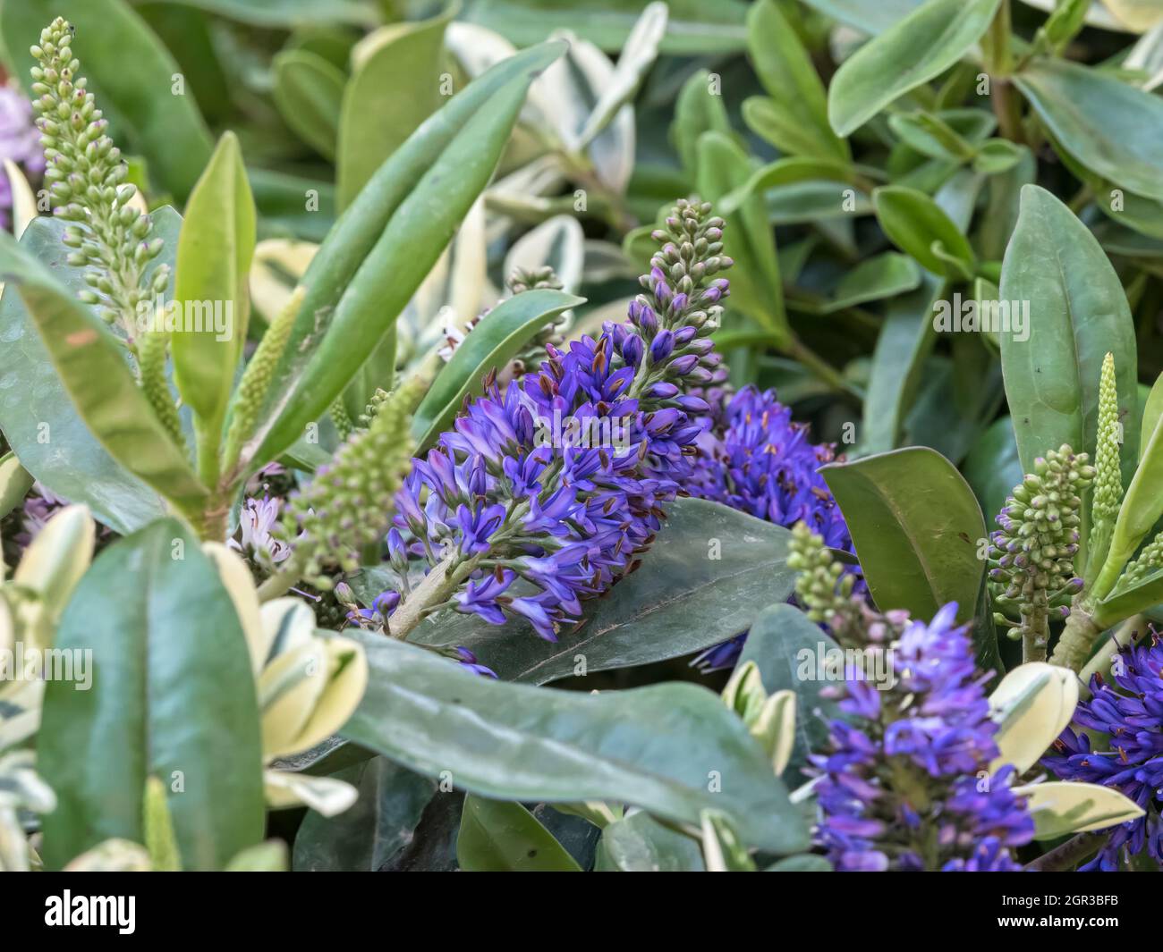 Hebe in bloom hires stock photography and images Alamy