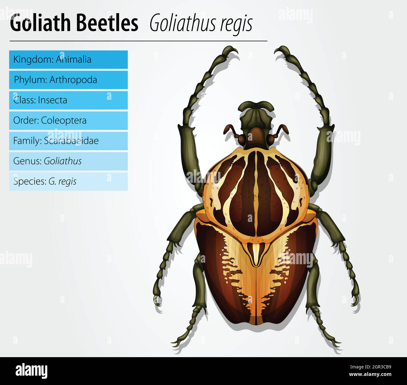 Gothiath beetle Stock Vector
