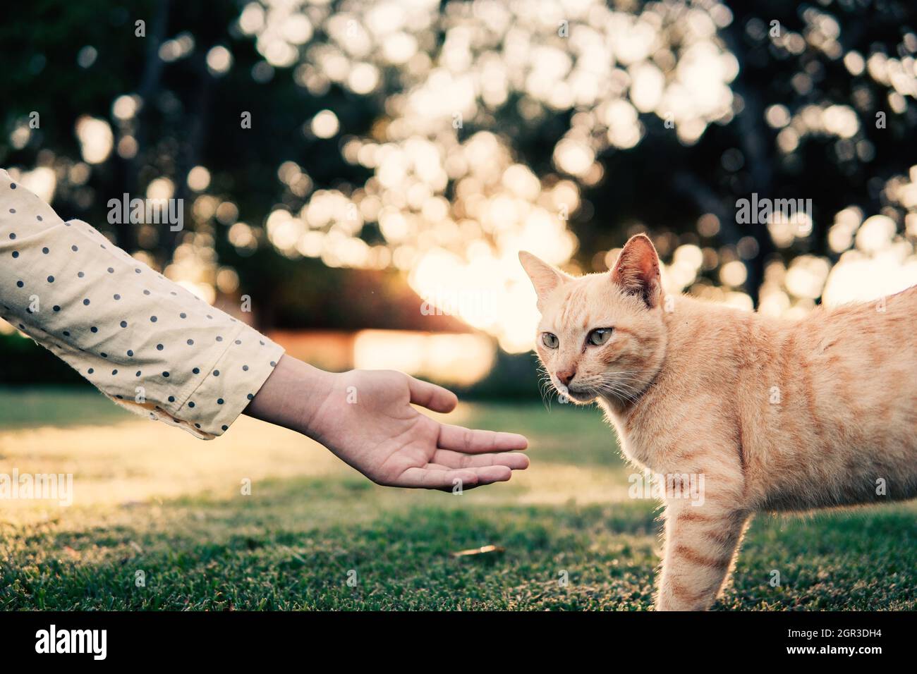 Cropped Hand Of Teenage Girl Reaching Towards Cat Stock Photo