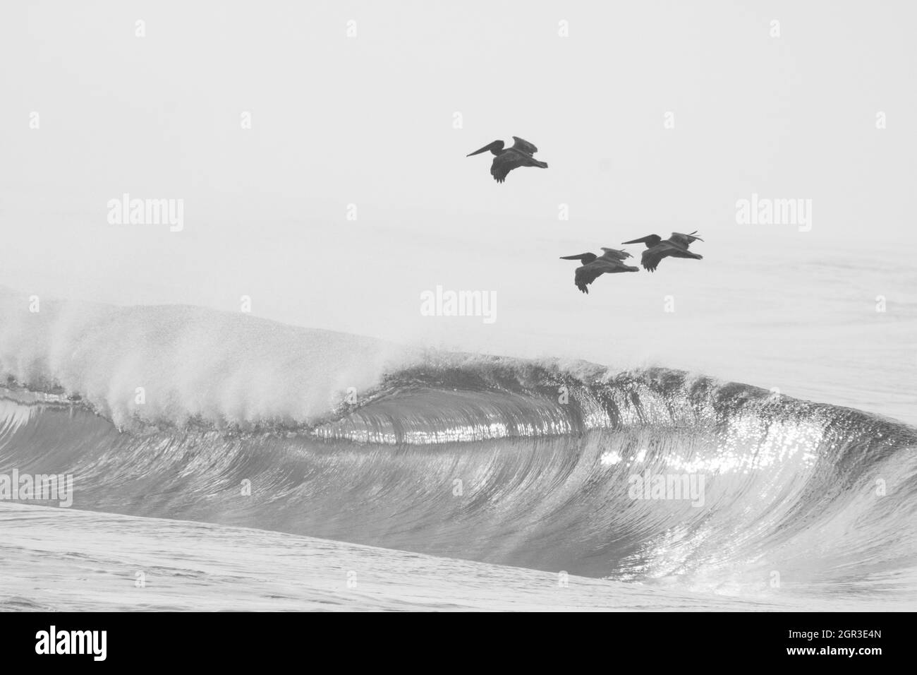 Surfing with wildlife Black and White Stock Photos & Images - Alamy