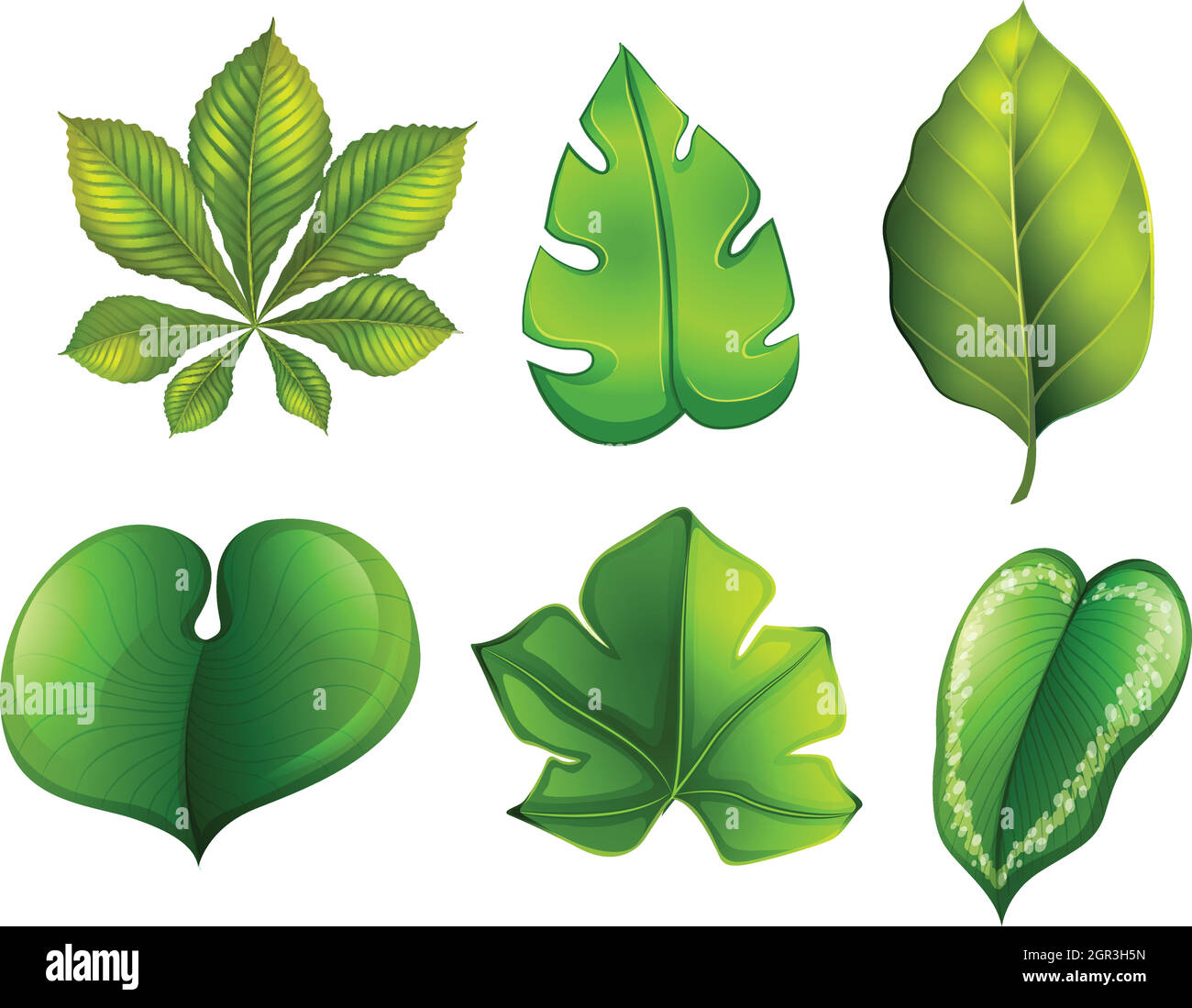 A se of different leaf Stock Vector