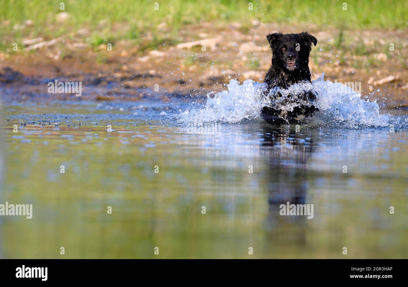 Dog charging into the river to retrieve the tennis ball Stock Photo