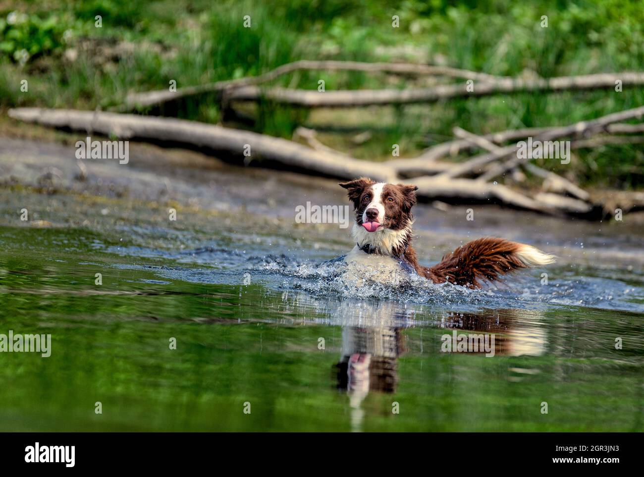 Australian shepherd dog running into the river to retrieve a ball Stock Photo