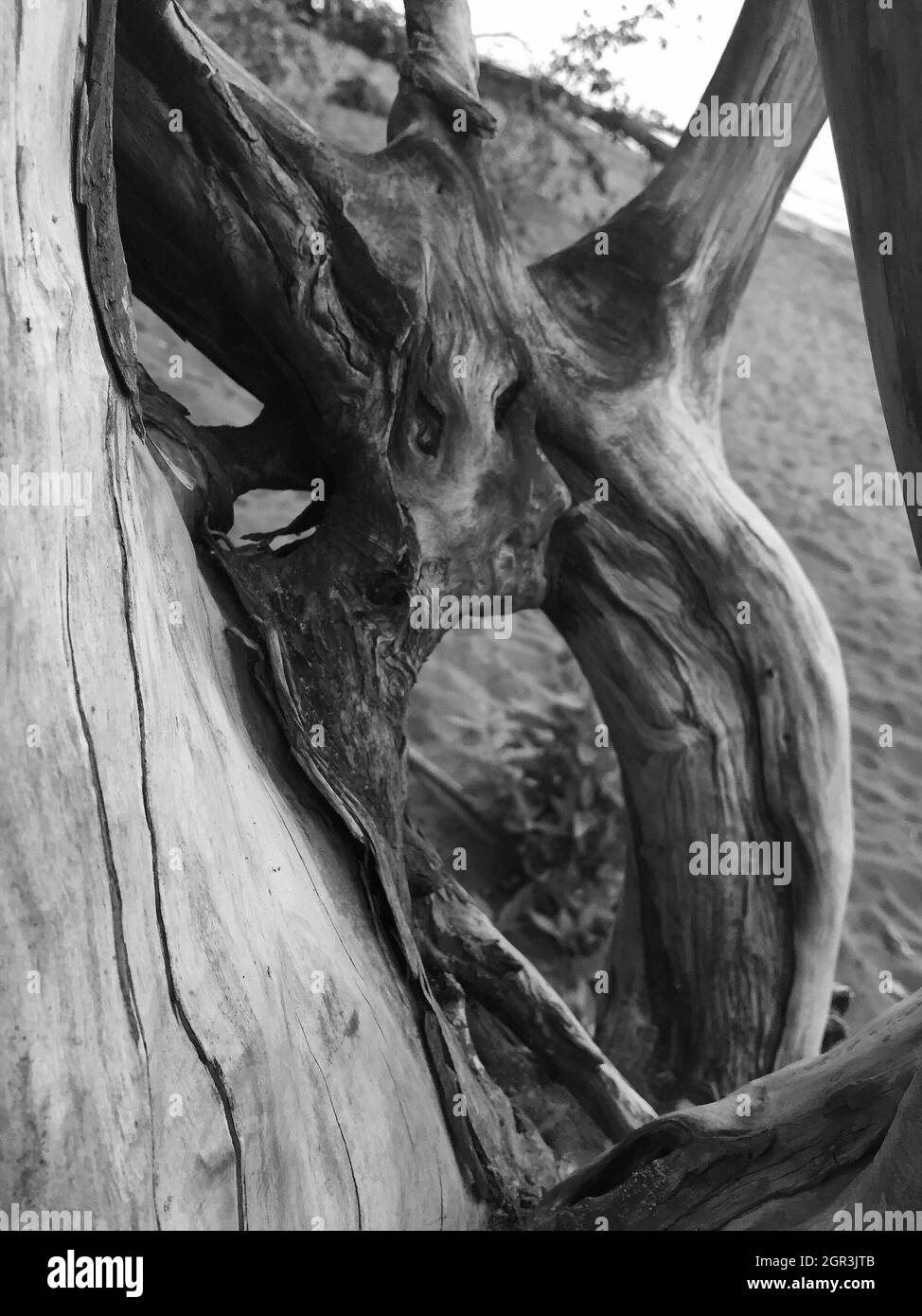 Black and white abstract driftwood hi-res stock photography and images ...