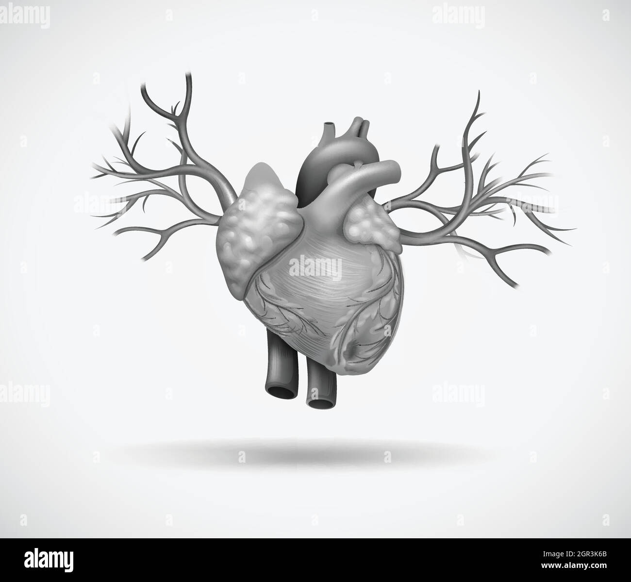 Human heart Stock Vector