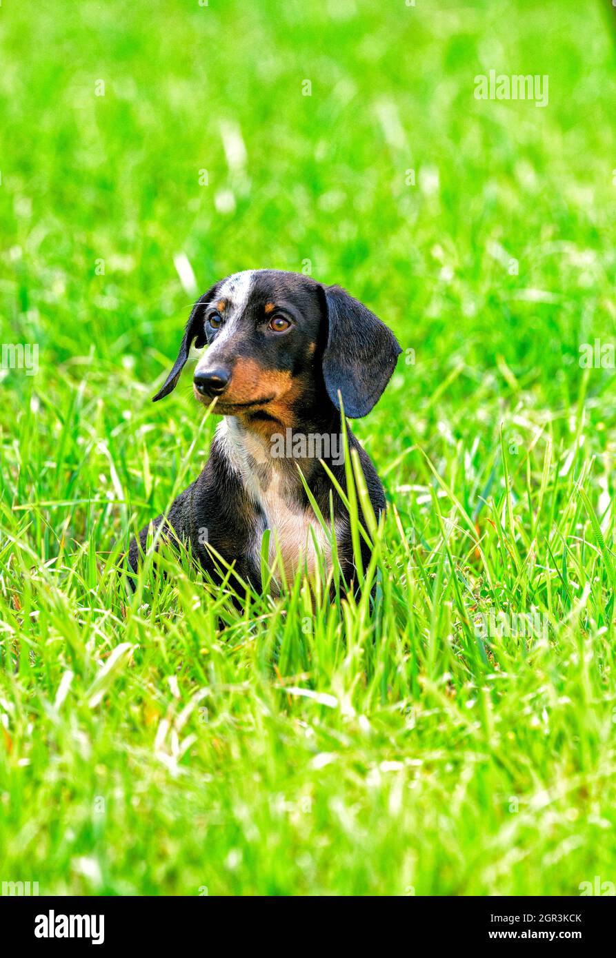 Miniature Black and Tan Dapple Dachshund posing in a grassy field Stock Photo