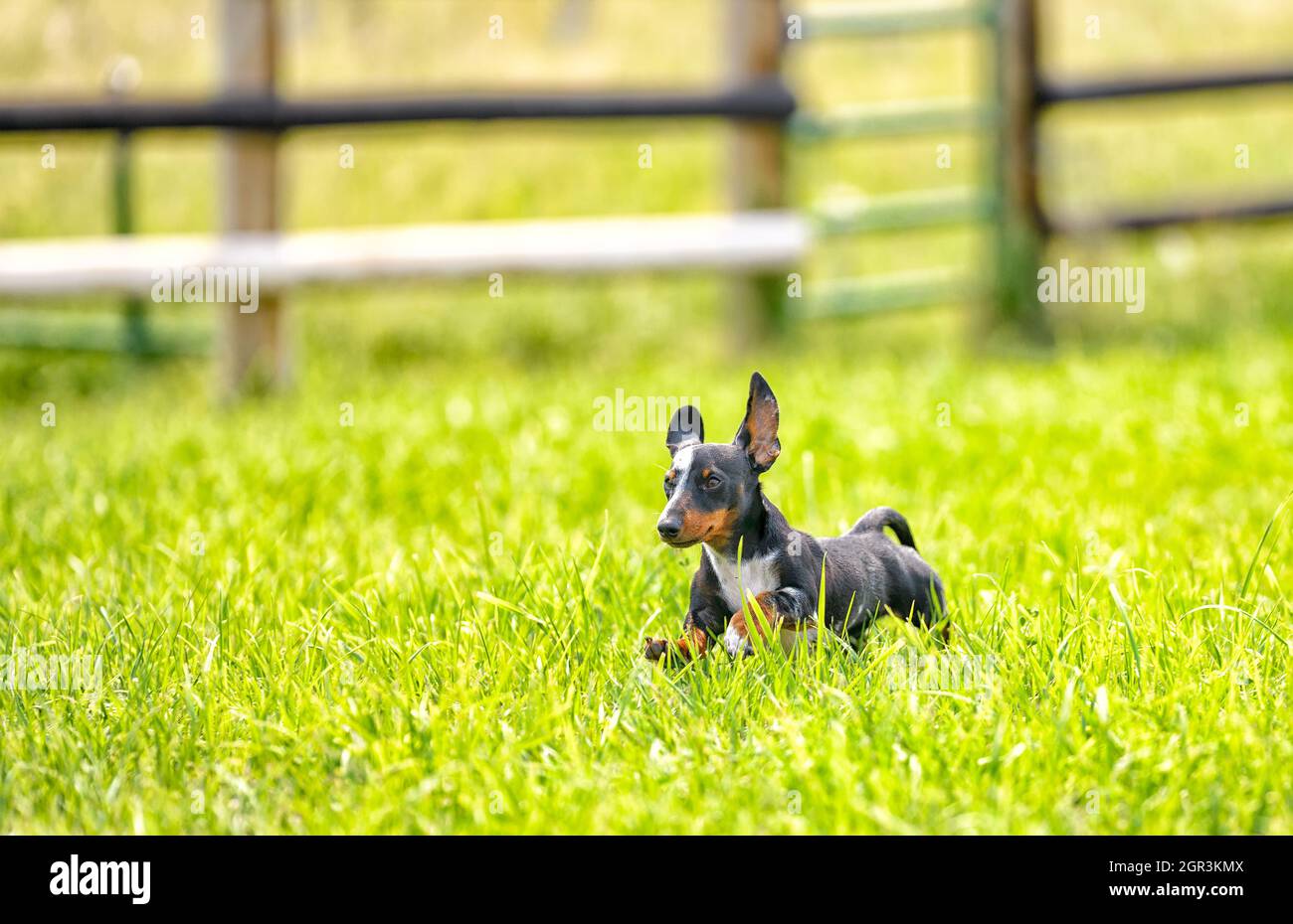 A Miniature Dachshund running through the field on a ranch in Montana Stock Photo
