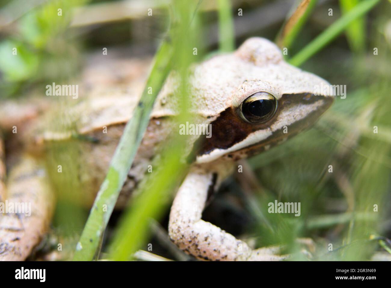 Macro of Moor Frog (Rana Arvalis) in a grass Stock Photo