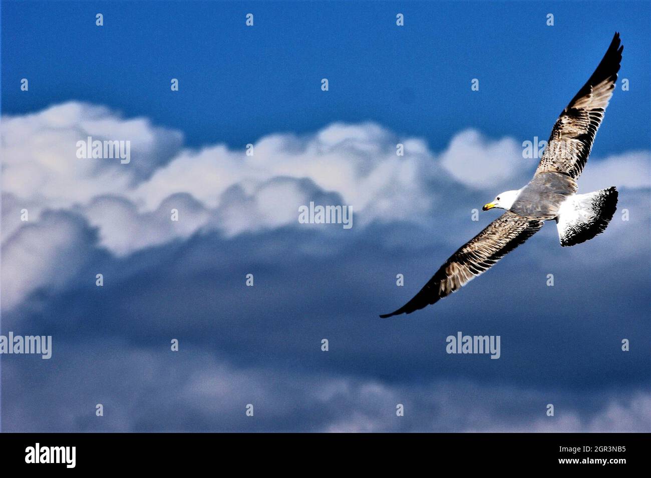A Seagull Is Approaching. Eine Möwe Im Anflug. Stock Photo