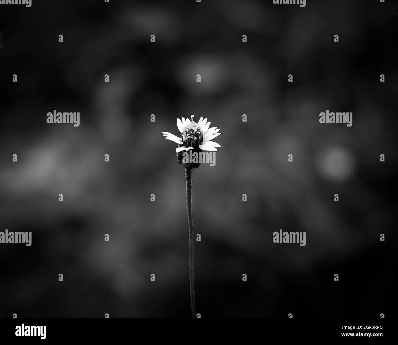 Wildflower Black and White Stock Photos & Images - Alamy