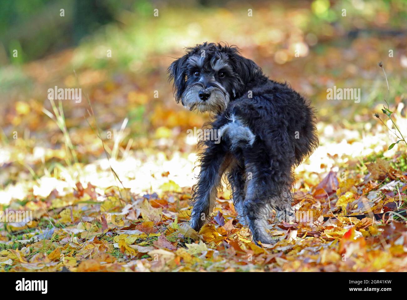 Mini Schnauzer out for a walk in Fall (rear view) Stock Photo