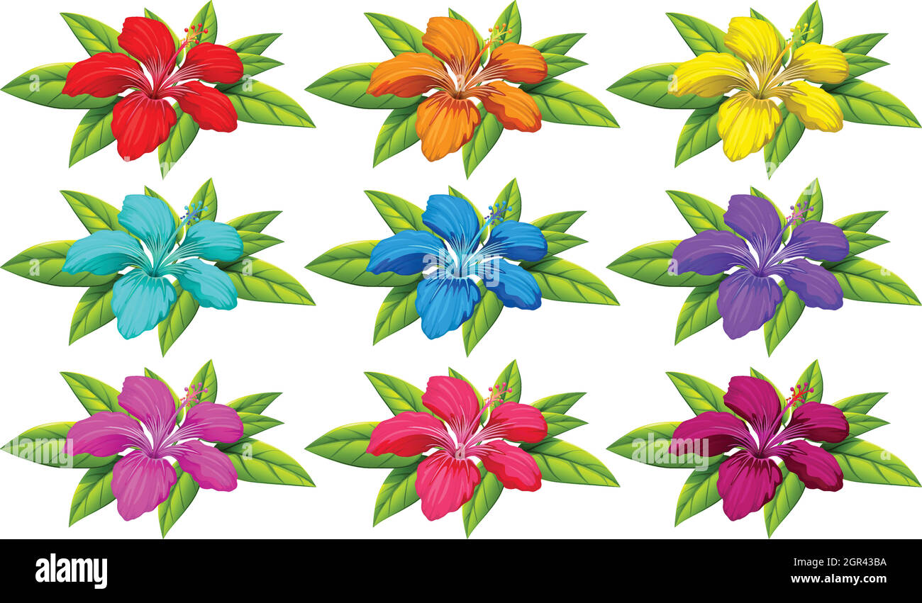 Colourful flowers Stock Vector