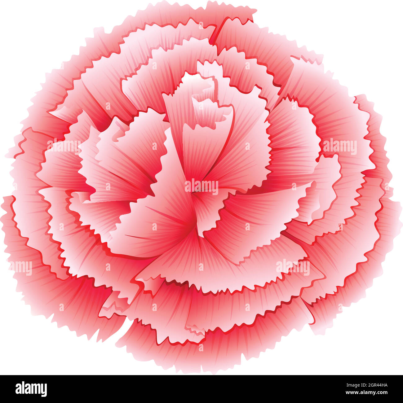 A carnation pink flower Stock Vector