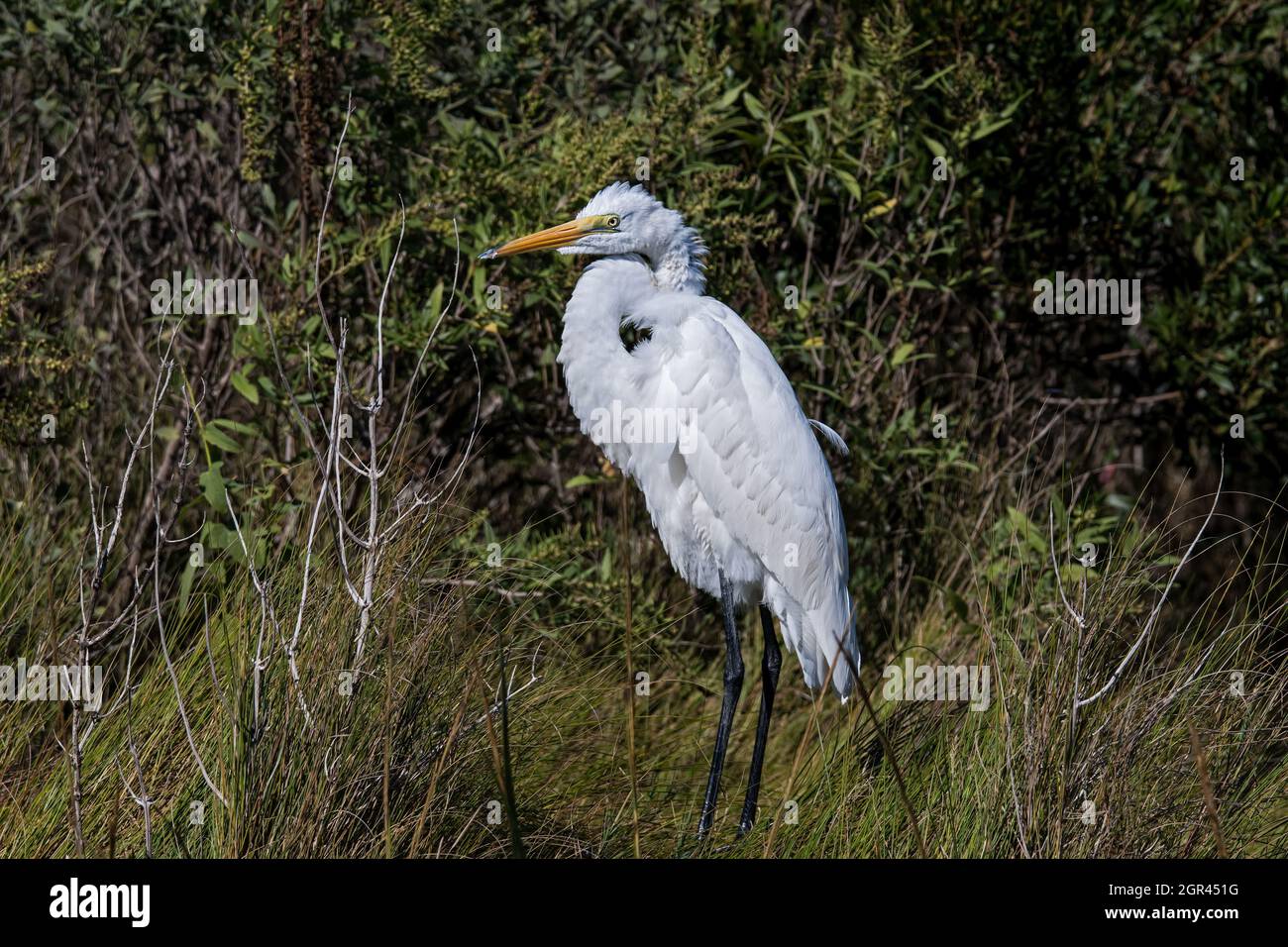 Great egret in marsh lands. Also known as the common egret, or great white egret or great white heron is a large, widely distributed egret. Stock Photo