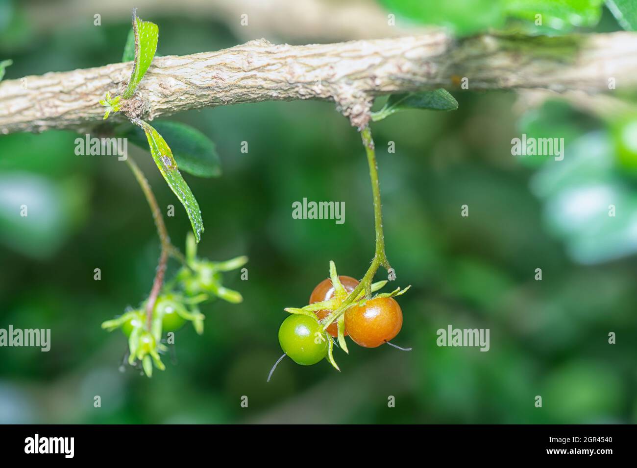 Fruits Of Of The Murraya Paniculata Bushy Plant Stock Photo - Alamy