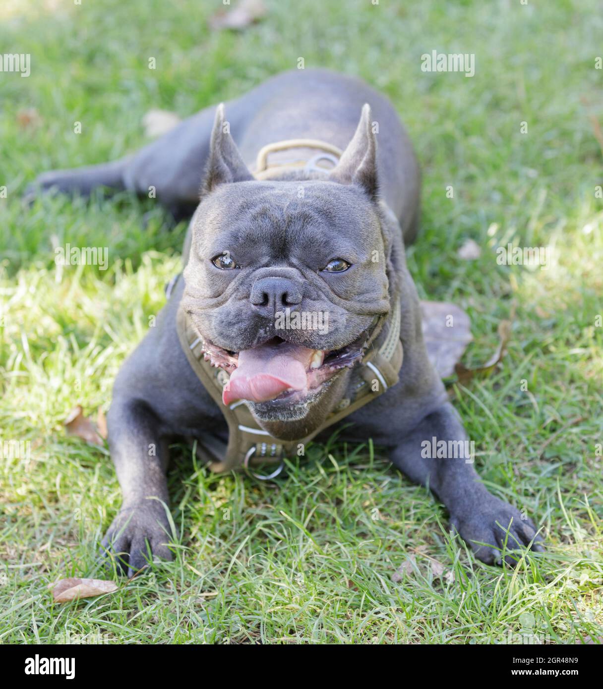1-Year-Old blue male French Bulldog puppy panting and sticking out tongue. Off-leash dog park in Northern California. Stock Photo