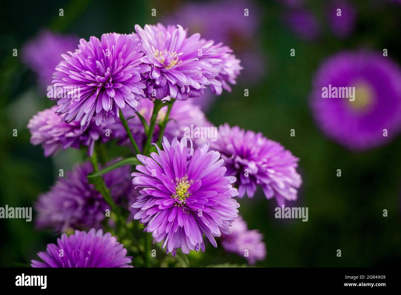 Bunga Head High Resolution Stock Photography and Images - Alamy