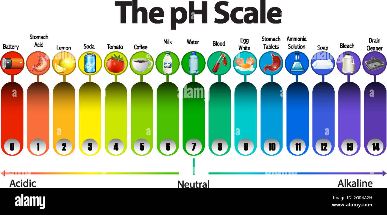The pH scale on white background Stock Vector Image & Art - Alamy