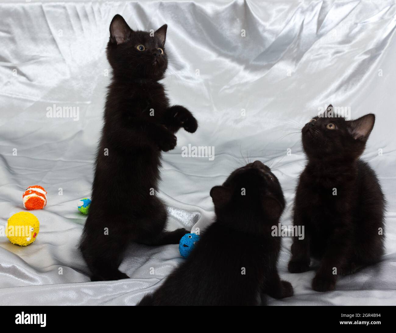 Black sales bombay kitten