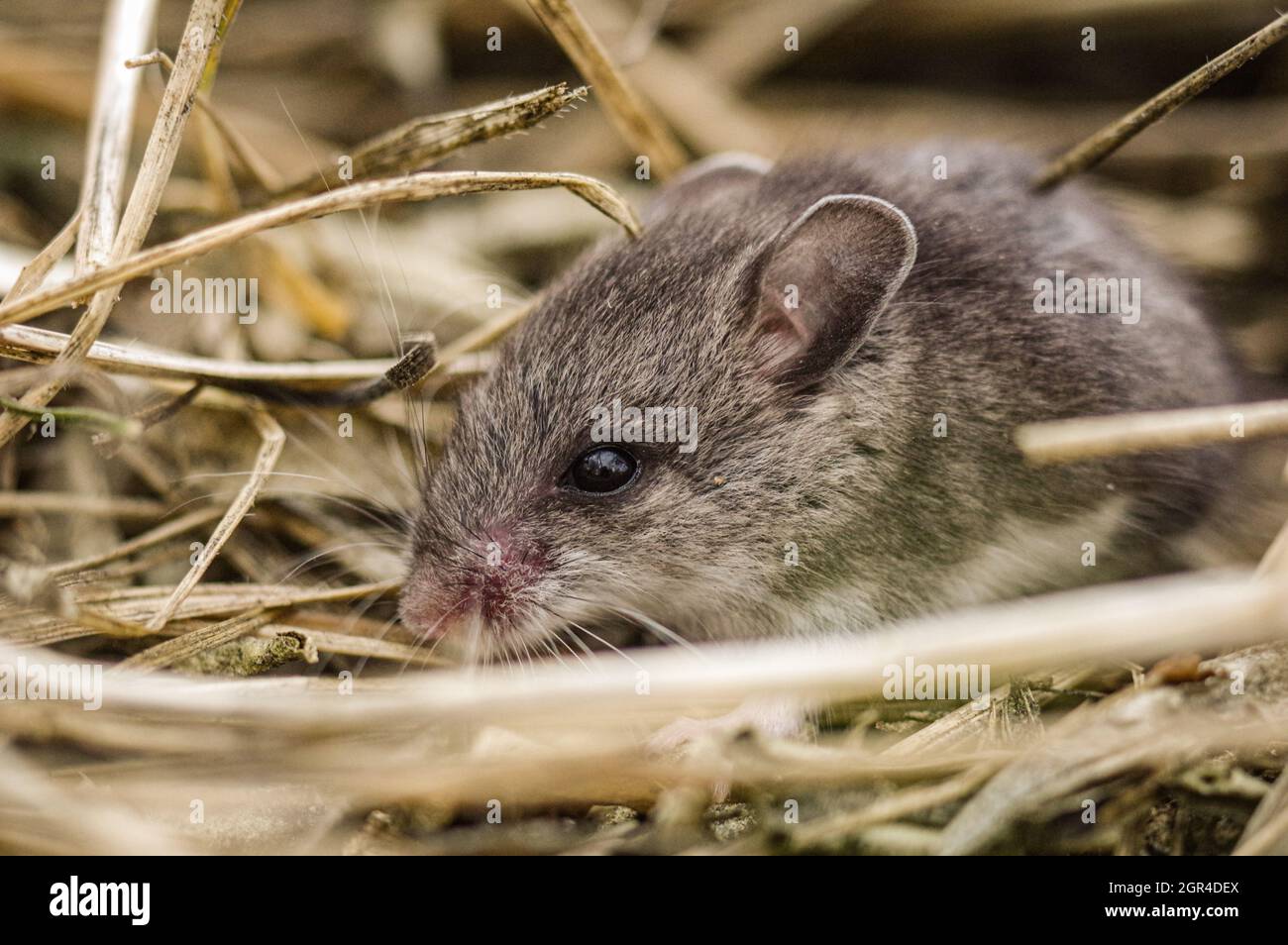 Close-up Of An Mouse Stock Photo
