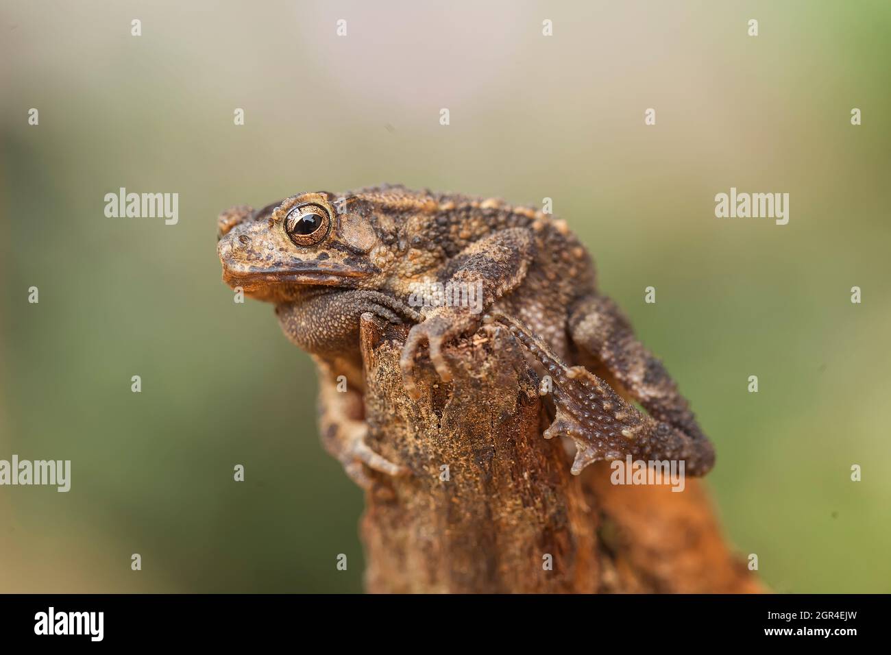 The Swamp Frog With The Rough Skin Stock Photo Alamy
