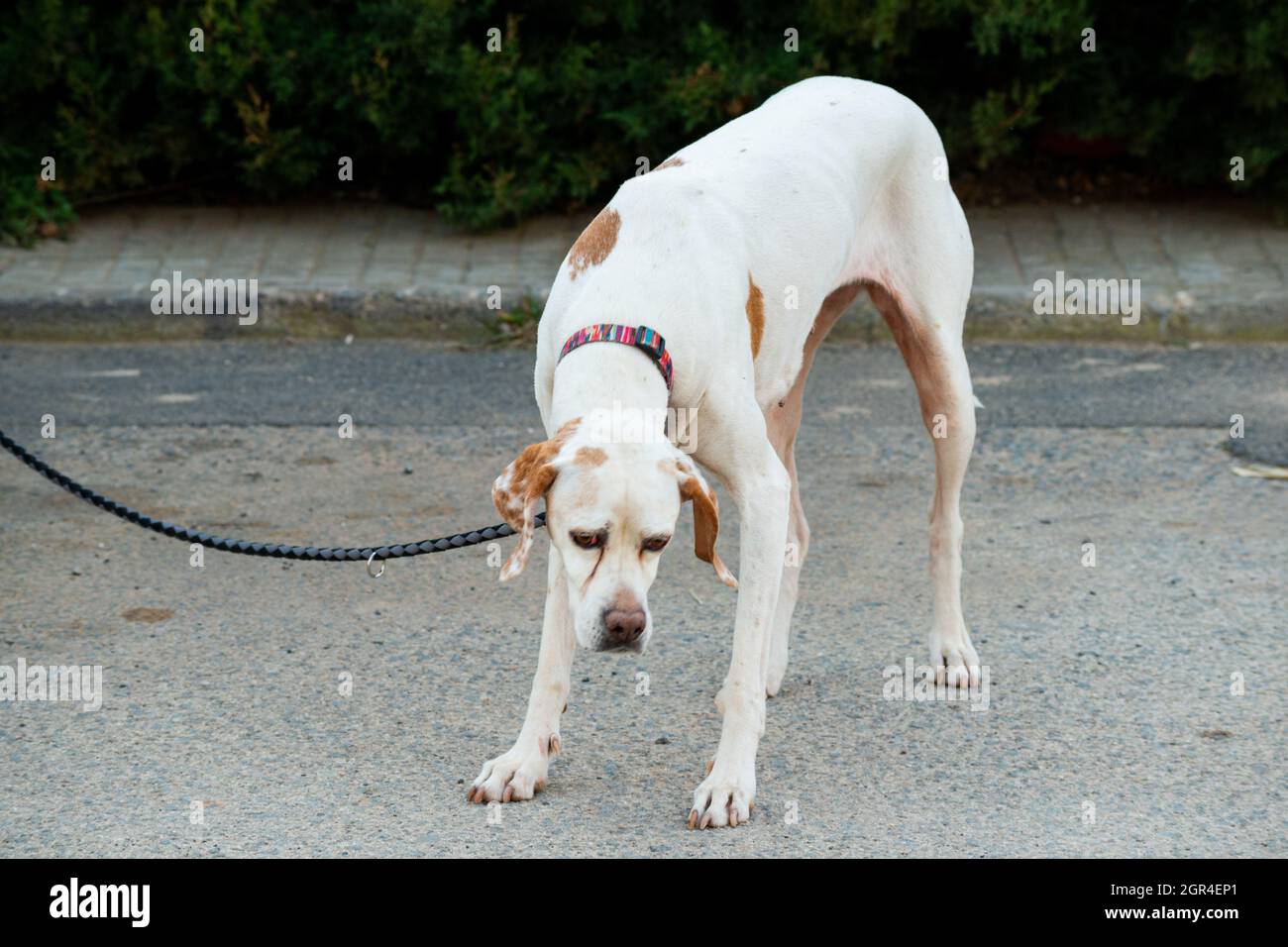 The Dog In A Sunday Day At Brafim, Tarragona, Spain Stock Photo Alamy