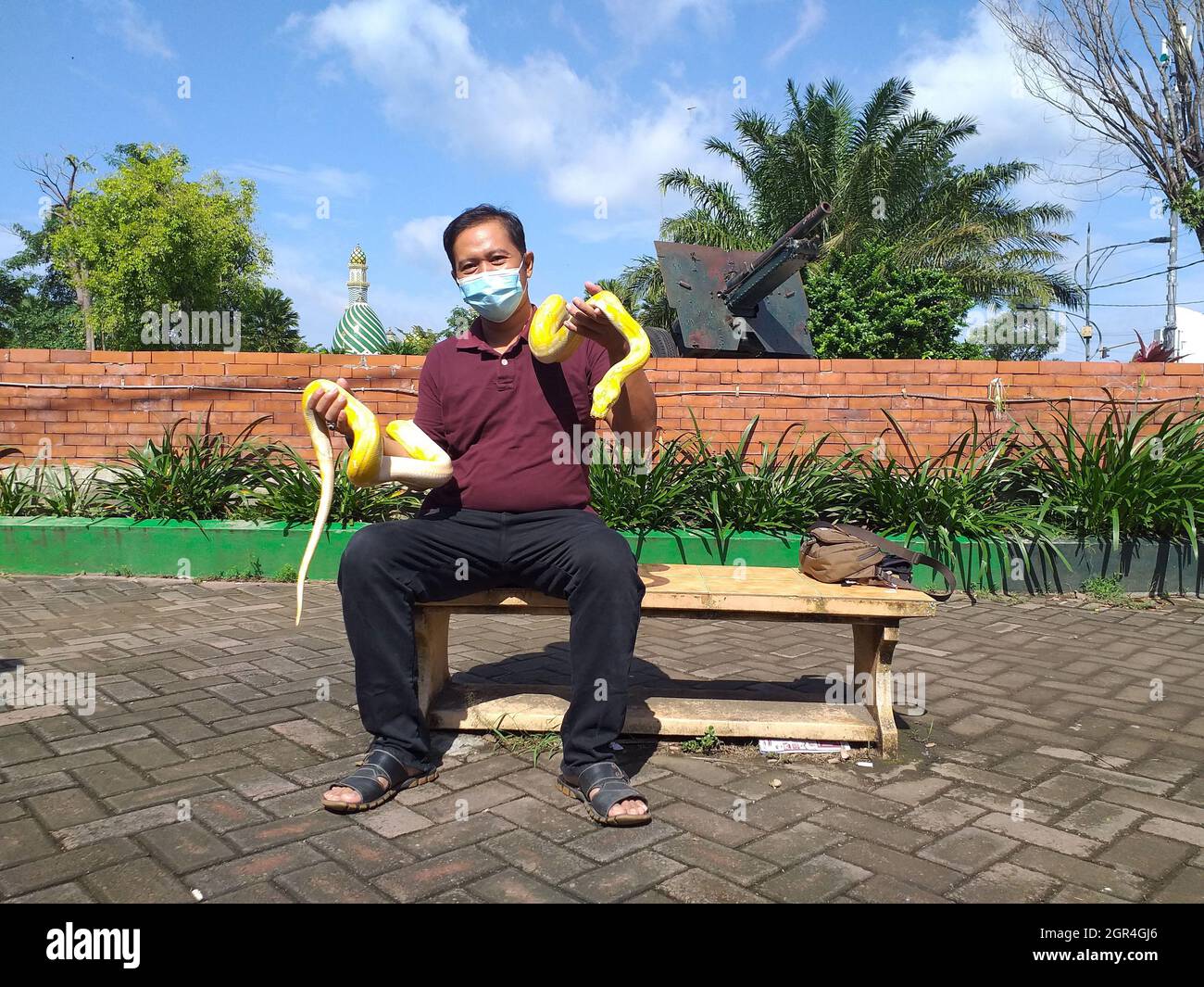 Green tree python and person hi-res stock photography and images - Alamy