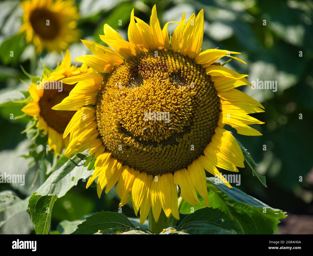 Smiley face on a bright yellow sunflower, Grinter Sunflower farms, USA ...