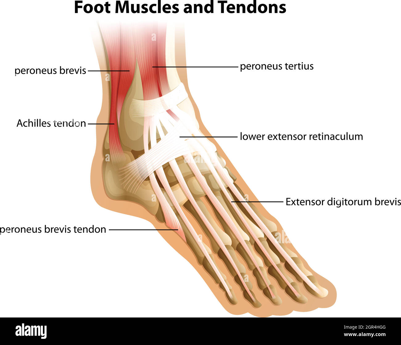 Foot Muscles and Tendons Stock Vector