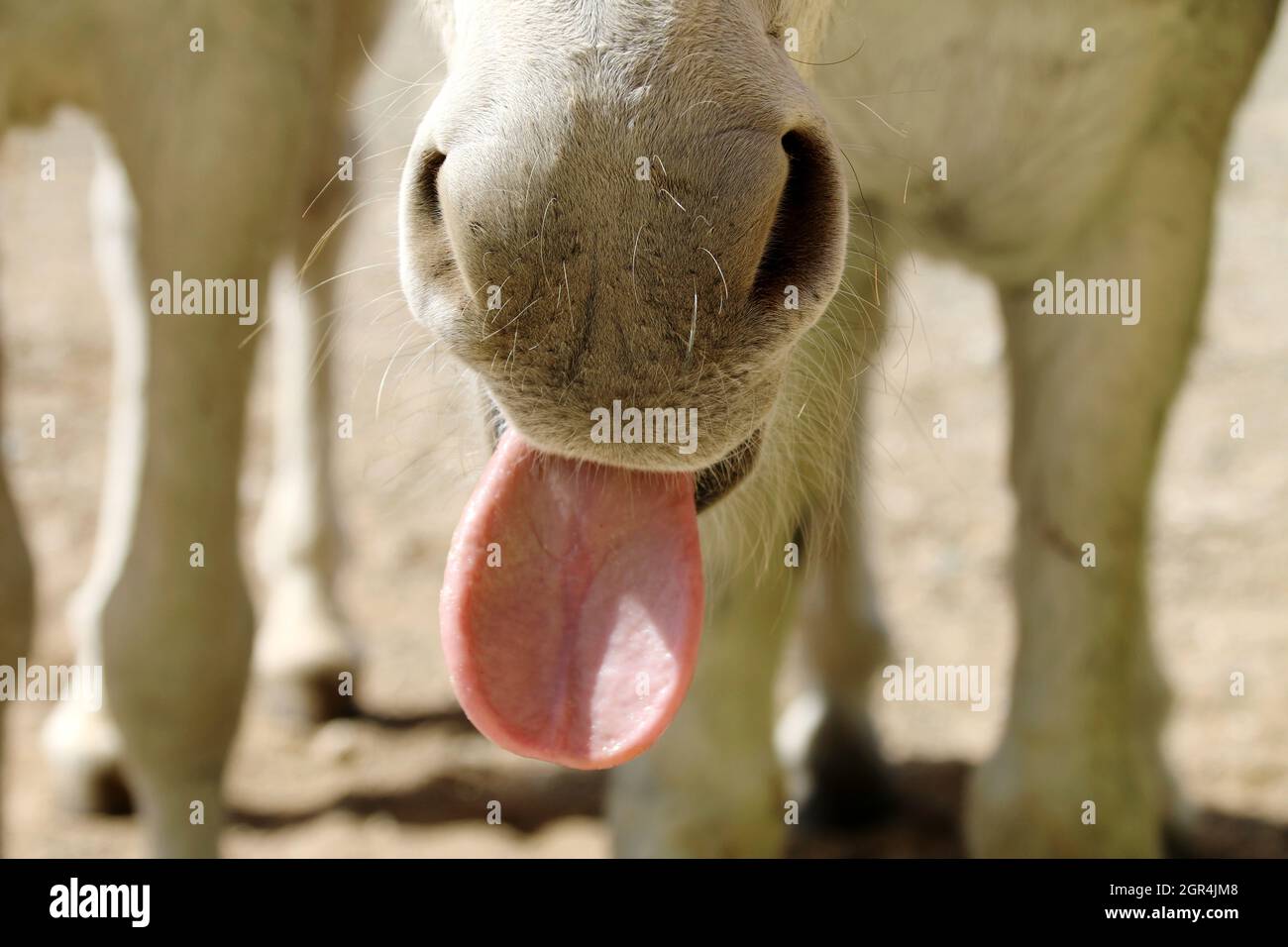 Horse tounge hires stock photography and images Alamy