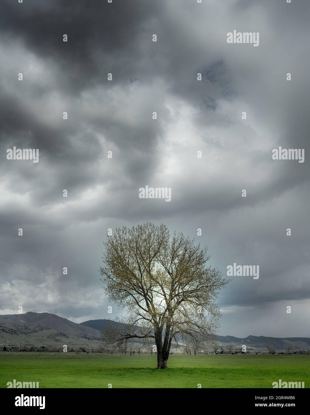 A tree sits in a green pasture with storm clouds above it Stock Photo