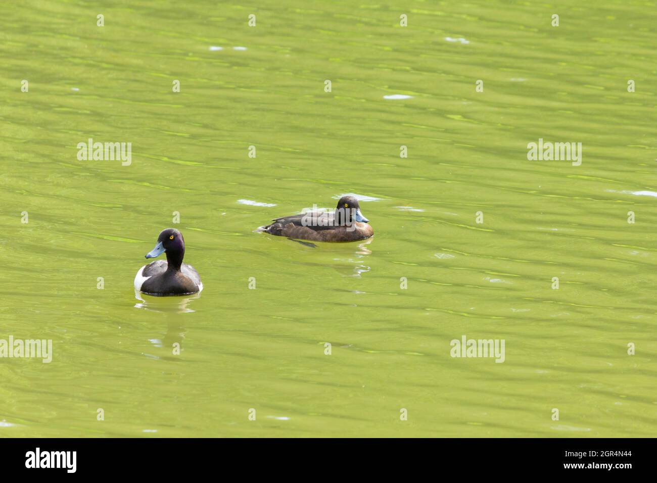 Duck in a pond with ducklings naturalistic photo of nature Stock Photo