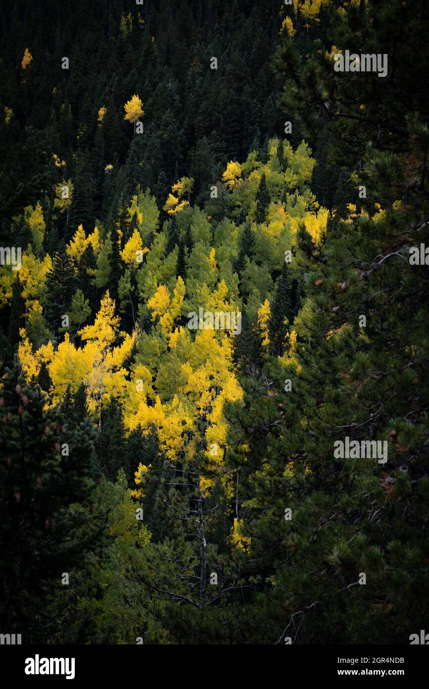 Aspen trees change to yellow in the middle of pine trees. Near Berthoud Pass, Colorado Stock Photo